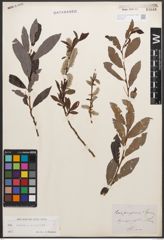 Foto von Salix caprea L. x Salix purpurea L.